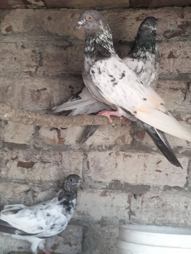 Kabootar Pigeons 3
