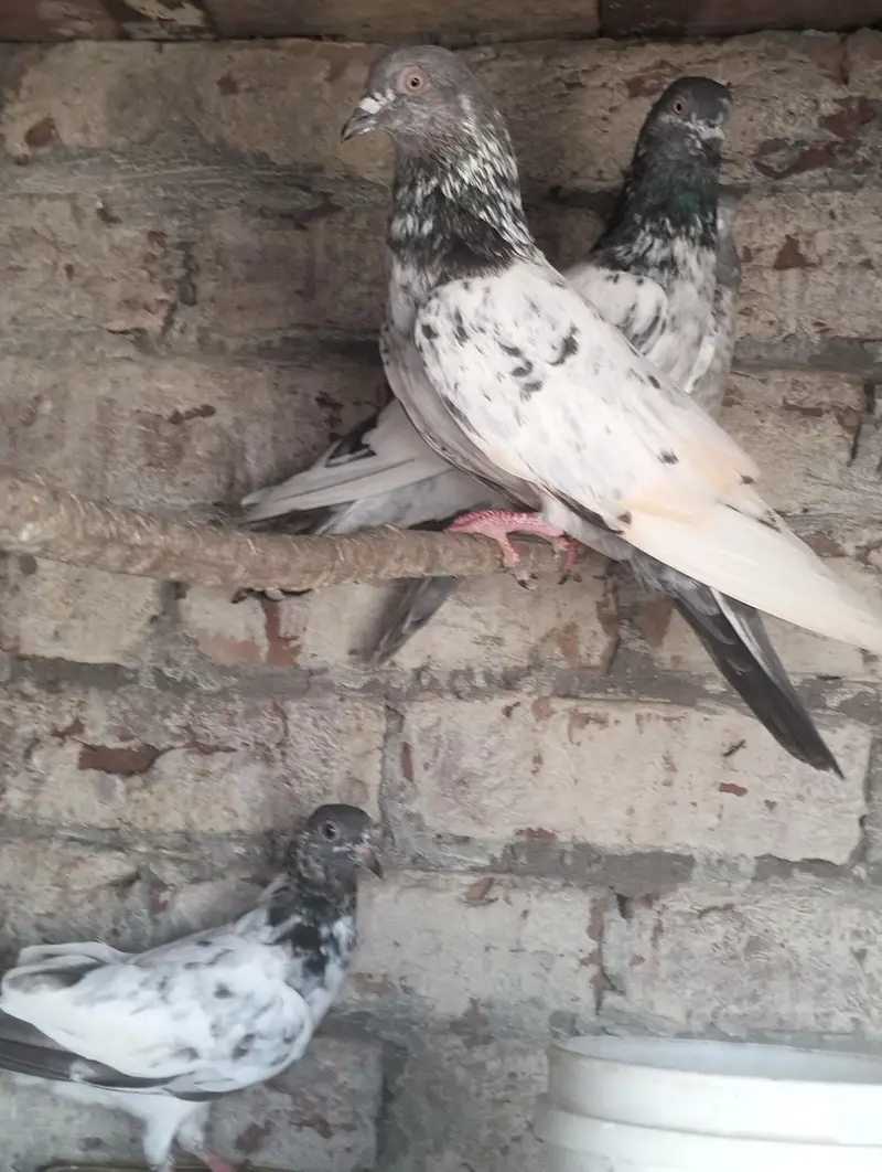 Kabootar Pigeons — photo 4