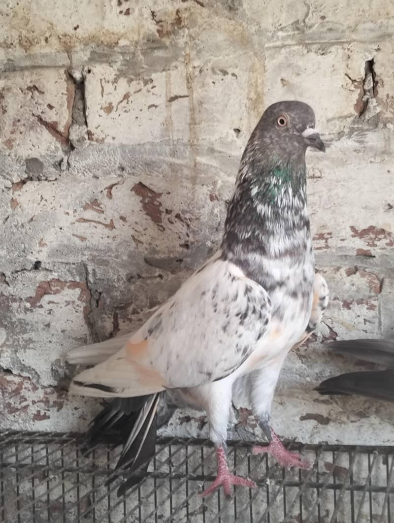 Kabootar Pigeons 4