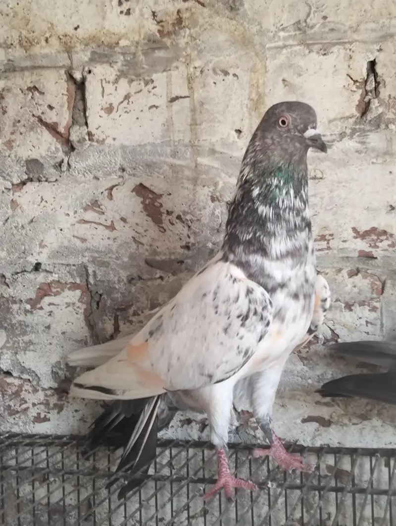 Kabootar Pigeons — photo 5
