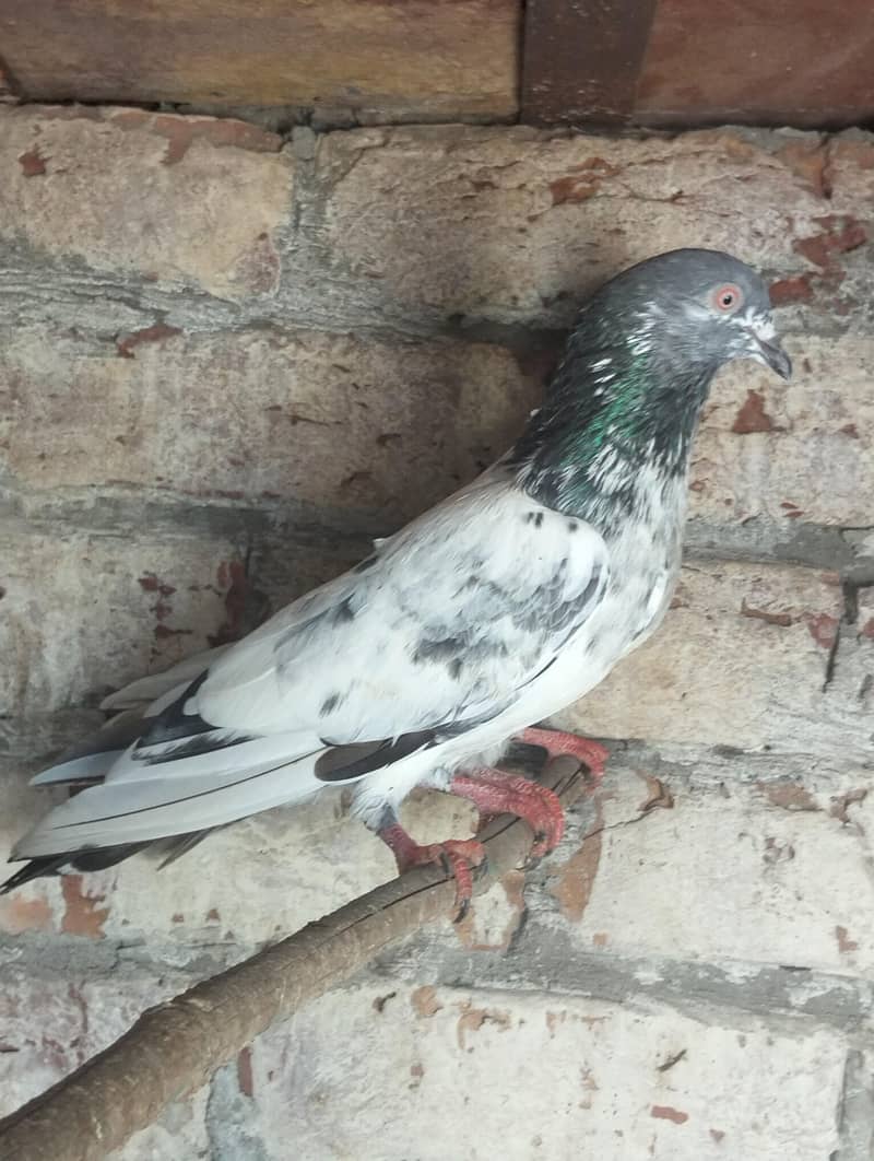 Kabootar Pigeons 5