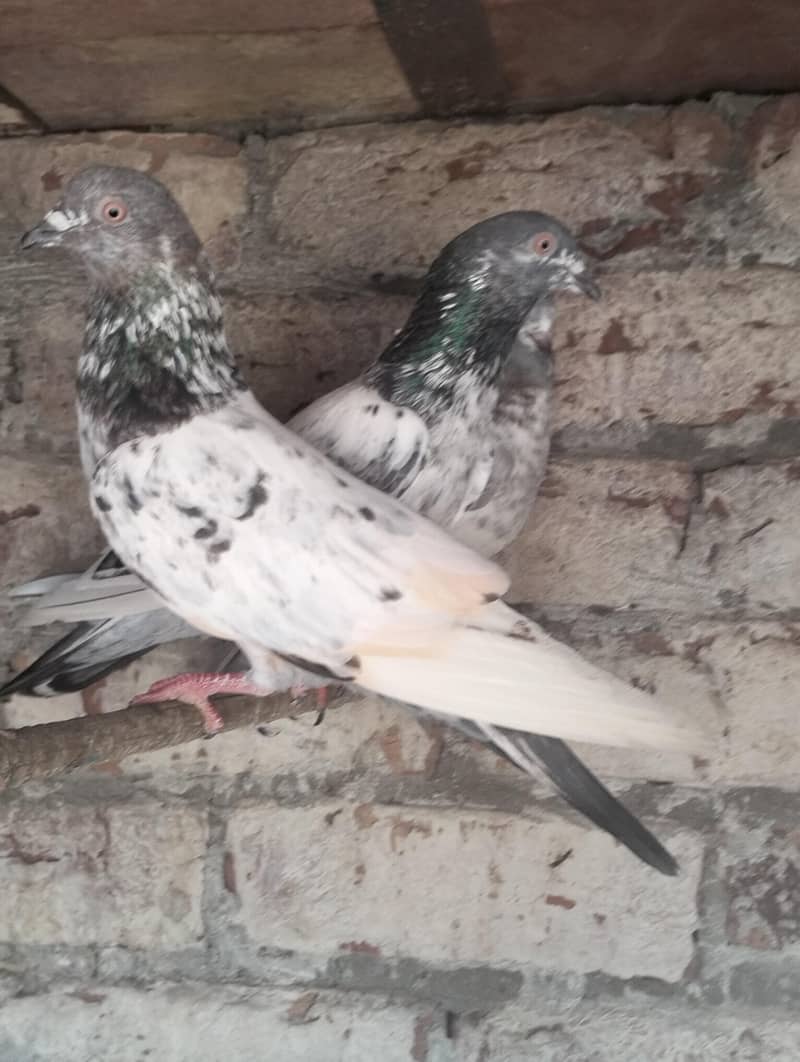 Kabootar Pigeons 6