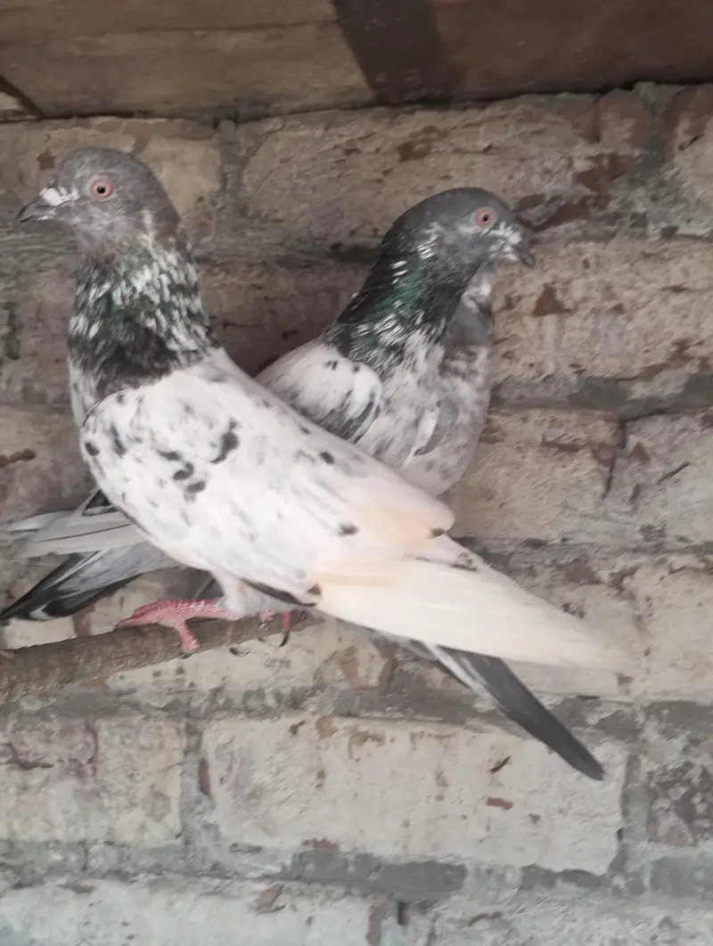 Kabootar Pigeons — photo 7