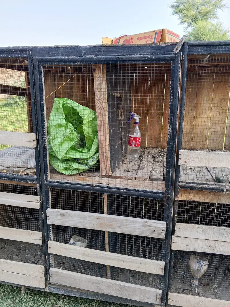 Large Wooden Bird Cage for Sale – 6ft x 7ft — photo 4