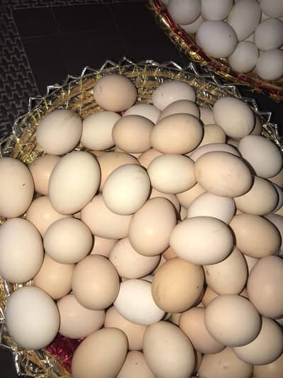 desi eggs available