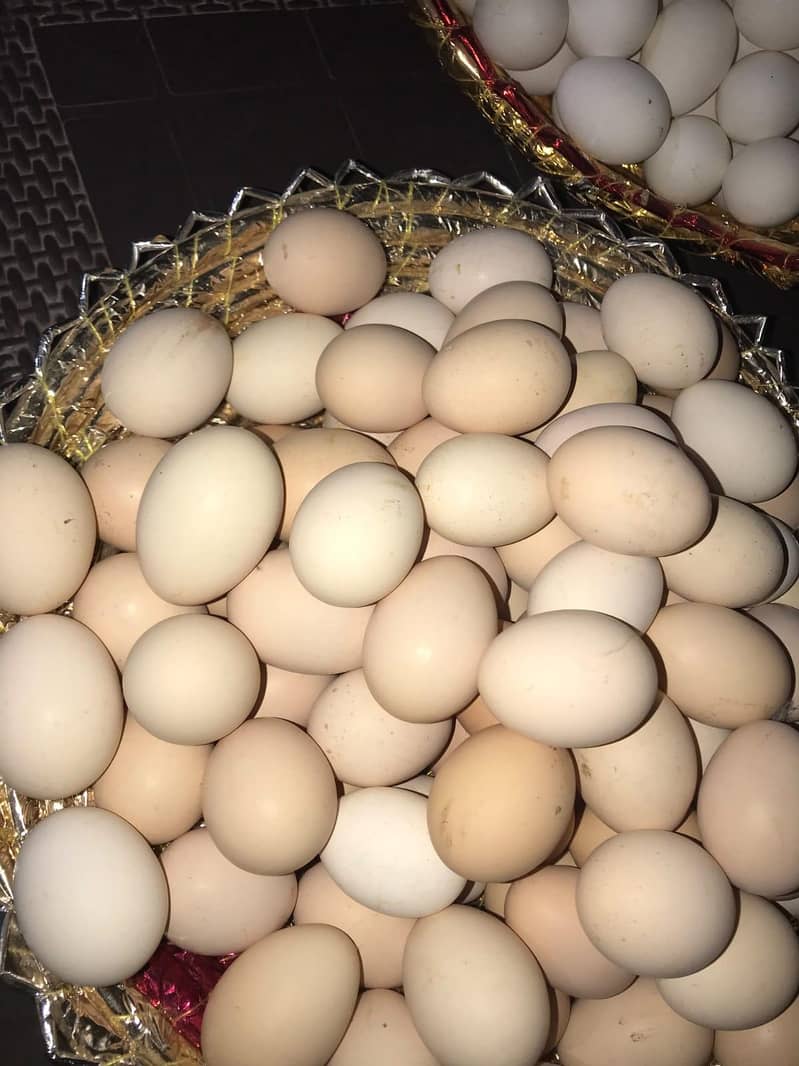 desi eggs available 0