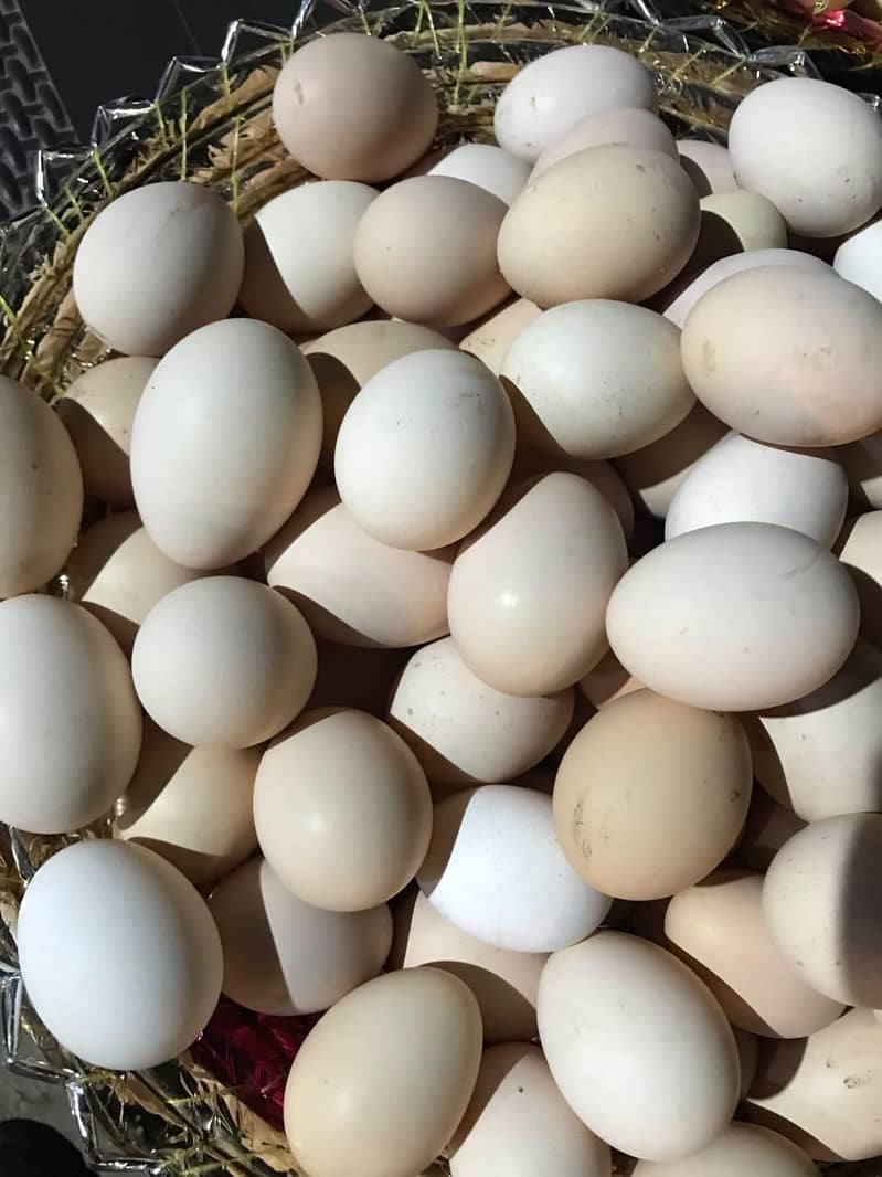 desi eggs available 1