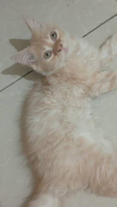 kitten male