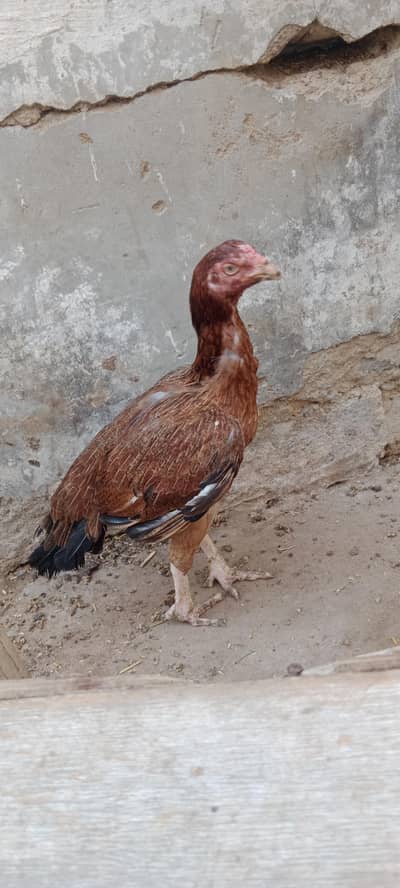 2 murgiyan for sale