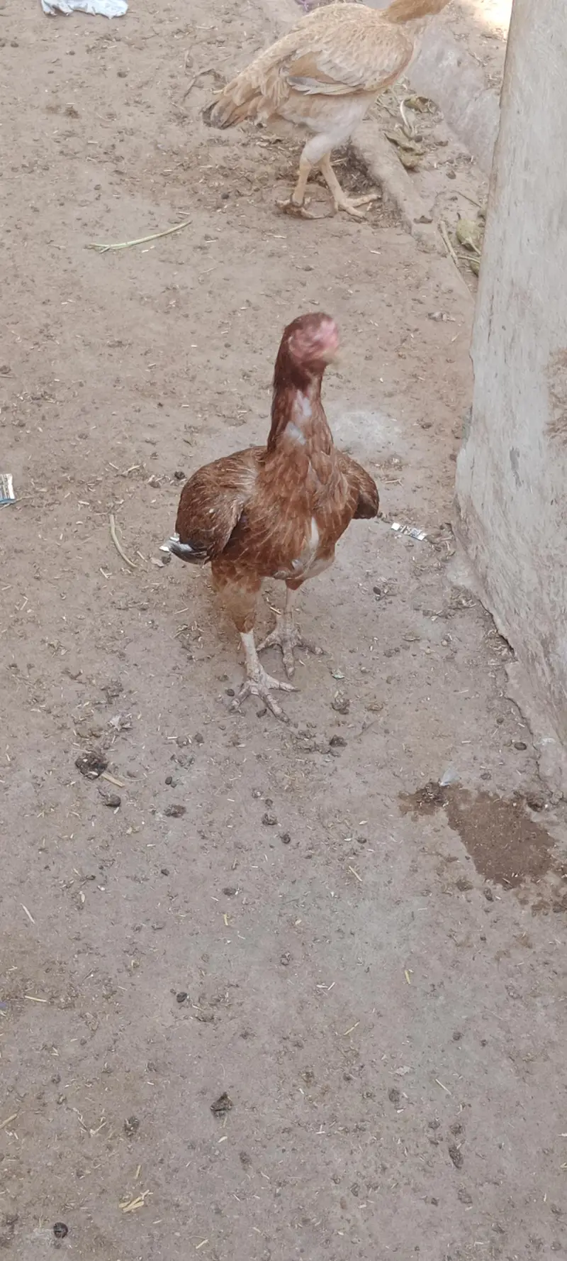 2 murgiyan for sale — photo 2