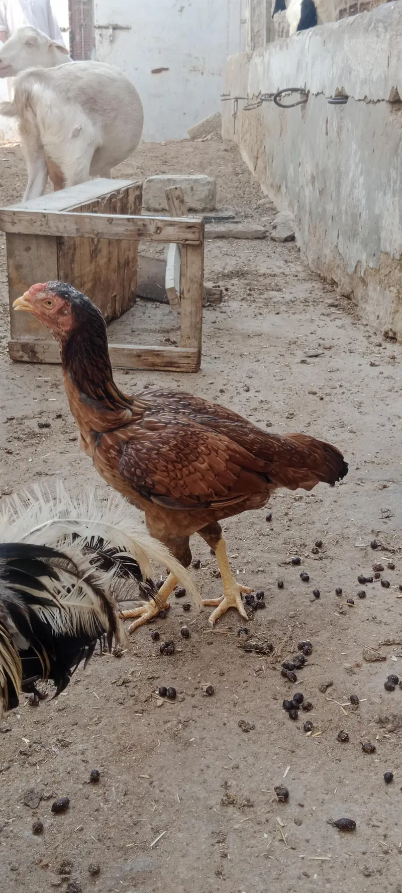 2 murgiyan for sale — photo 3