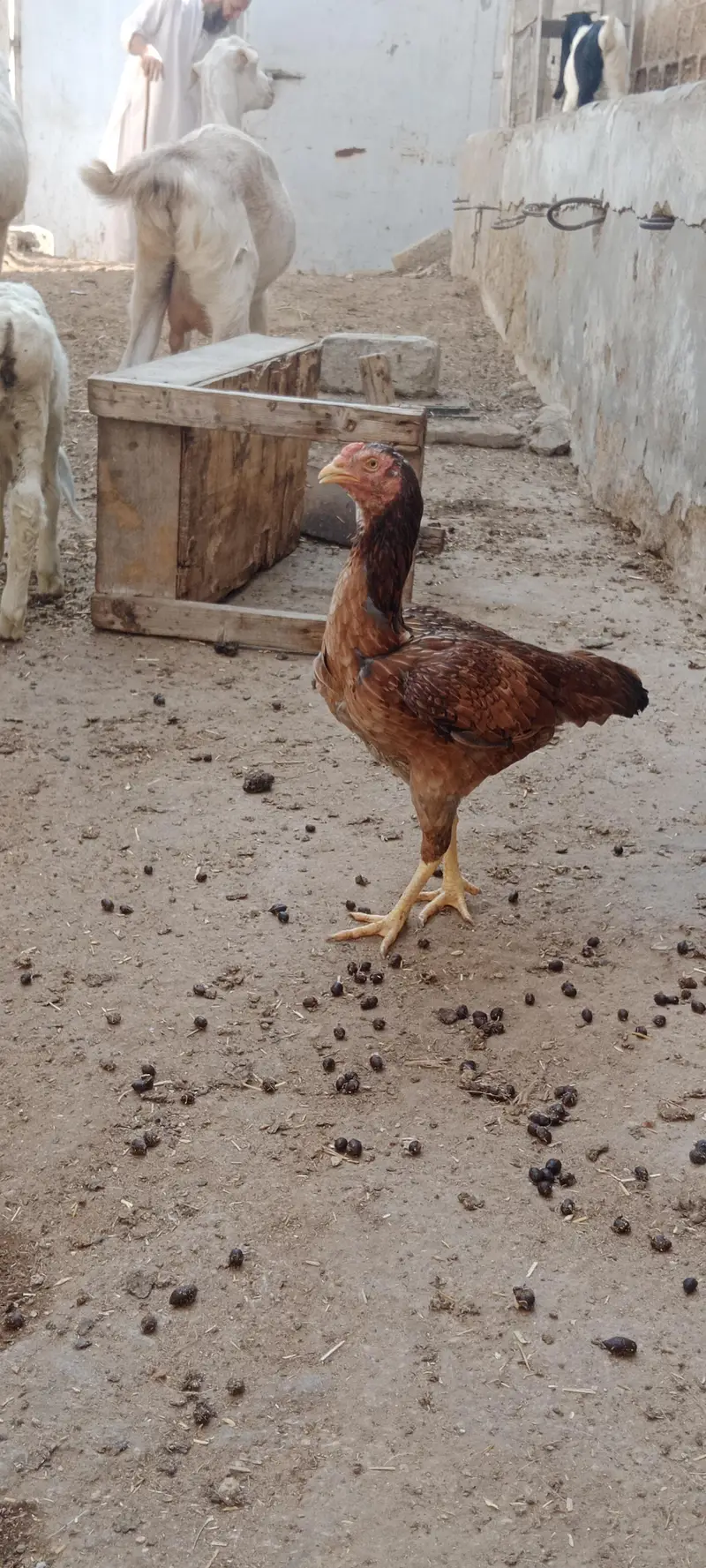 2 murgiyan for sale — photo 4