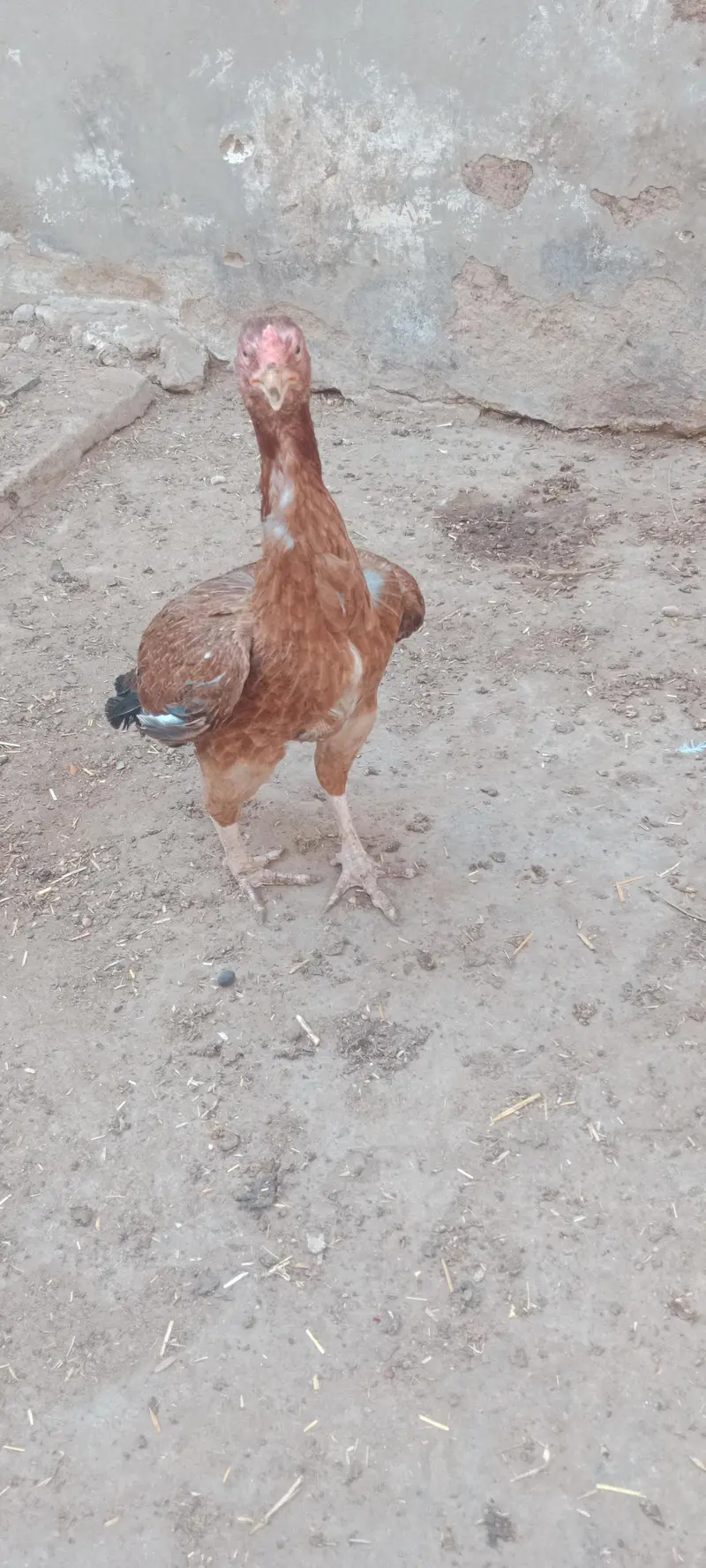 2 murgiyan for sale — photo 5