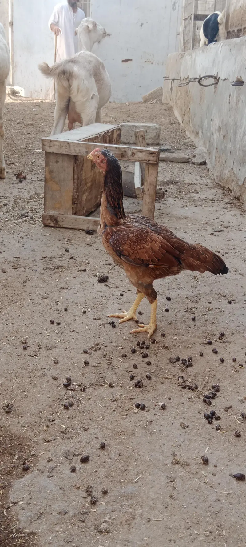 2 murgiyan for sale — photo 6
