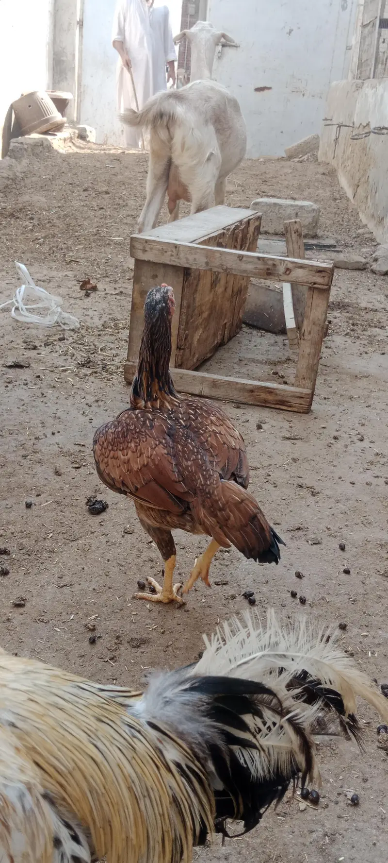 2 murgiyan for sale — photo 7