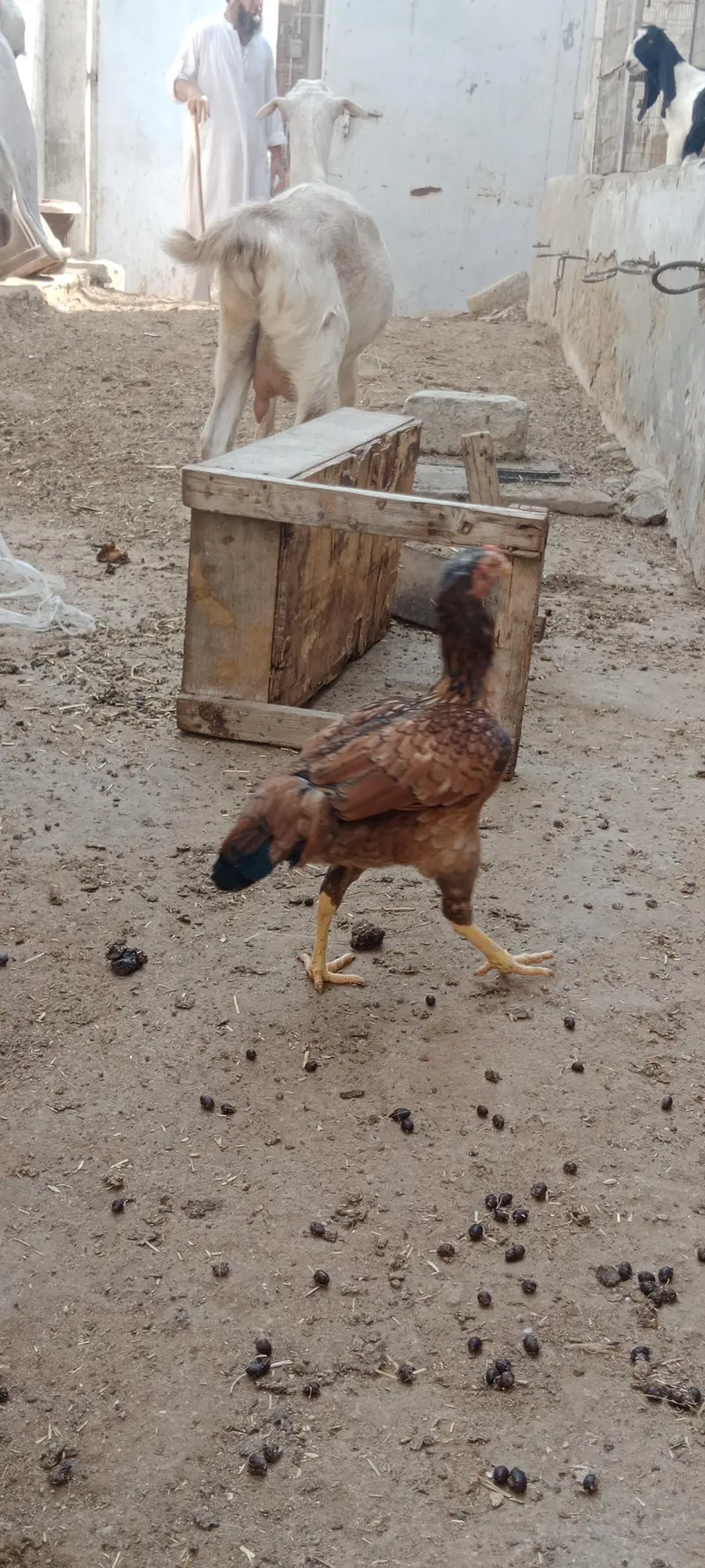2 murgiyan for sale — photo 8
