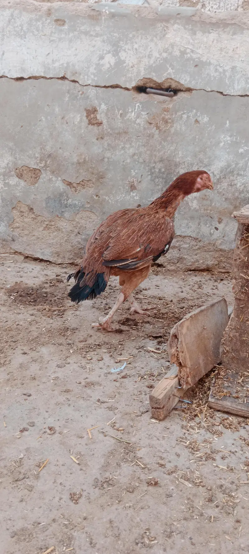 2 murgiyan for sale — photo 9