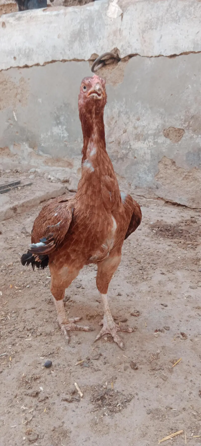 2 murgiyan for sale — photo 10