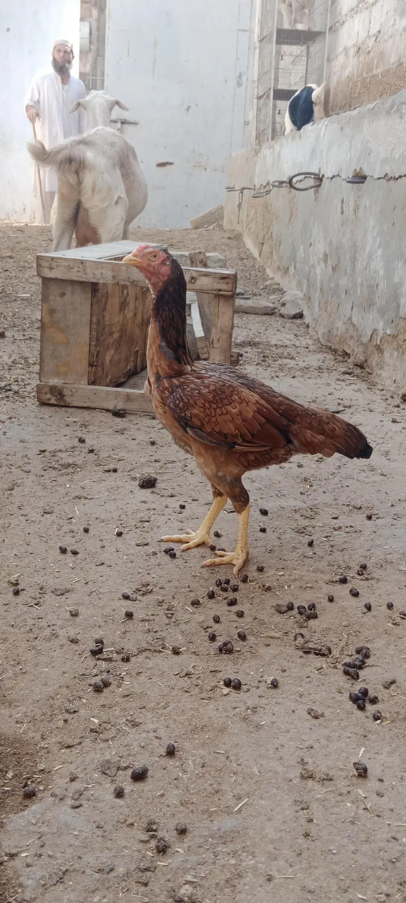 2 murgiyan for sale — photo 11