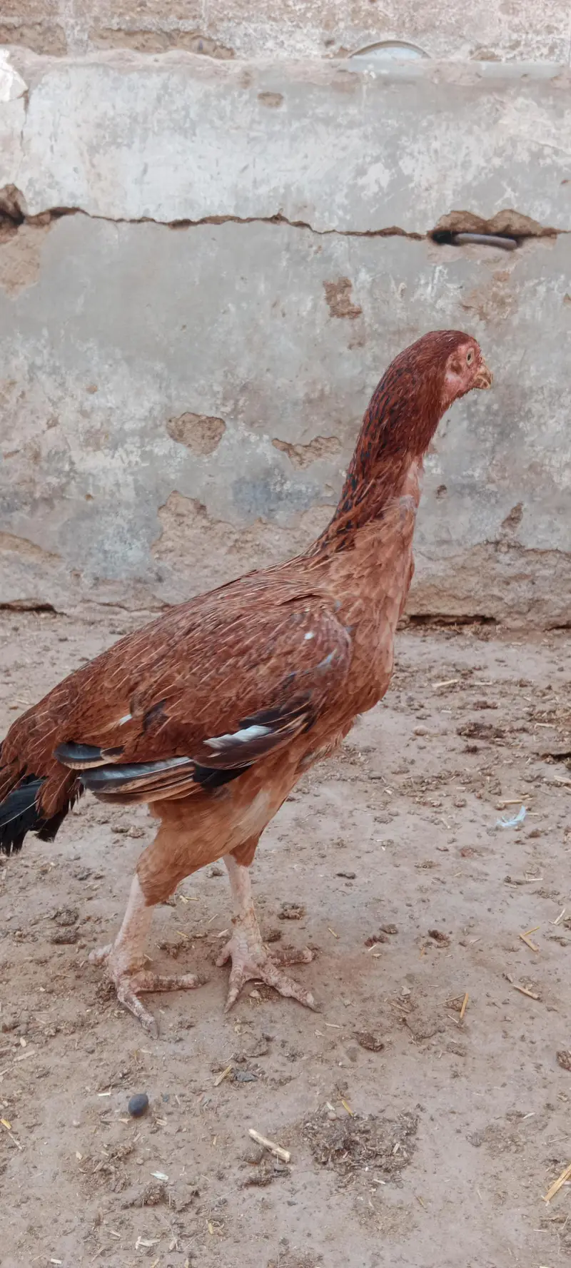 2 murgiyan for sale — photo 12