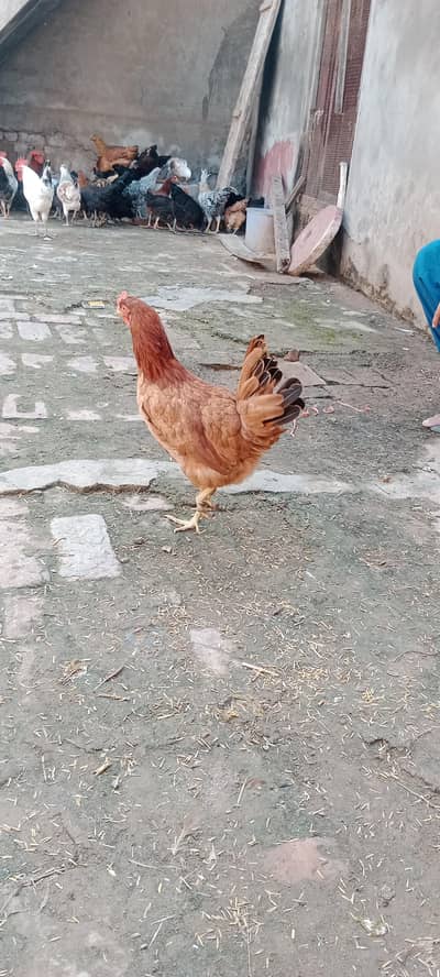 Egg Laying Desi Hens for Sale