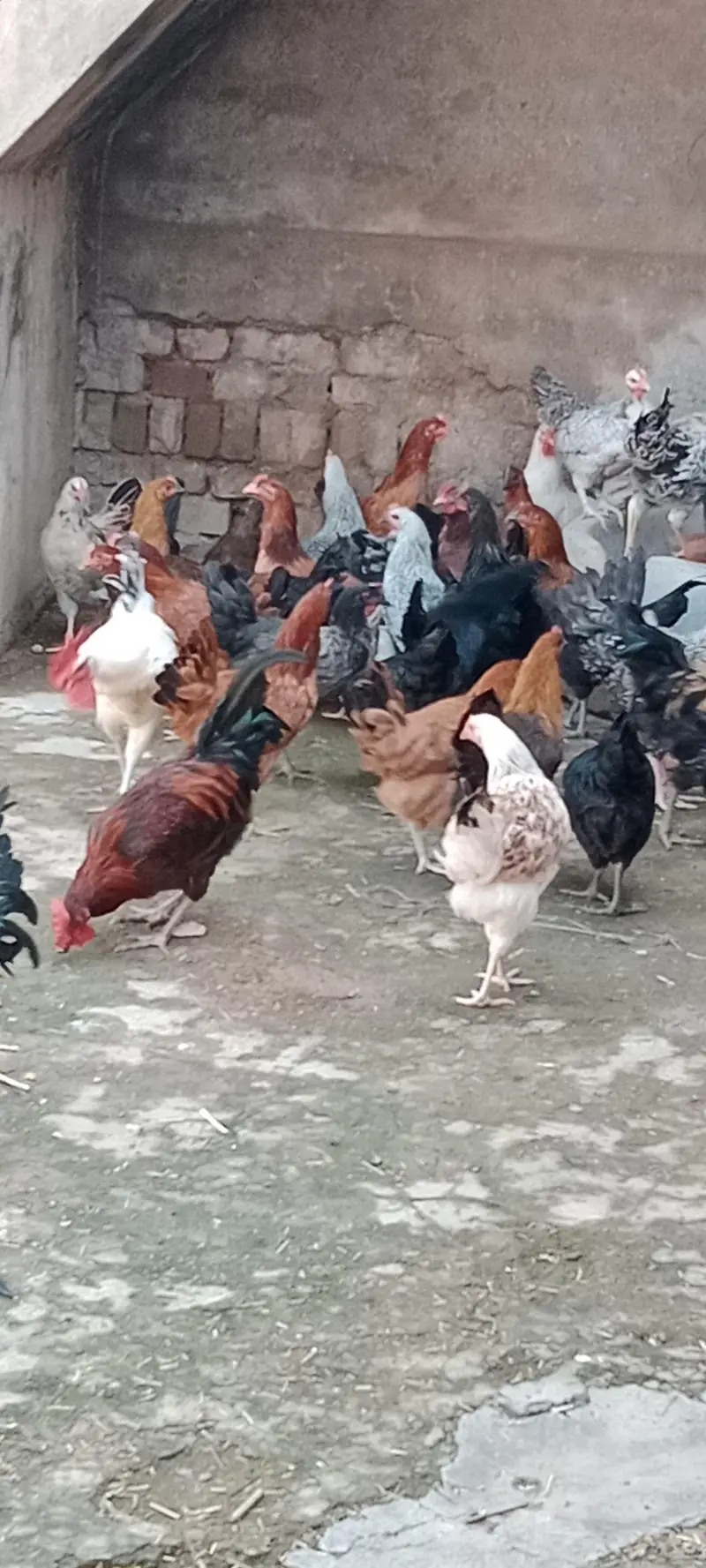Egg Laying Desi Hens for Sale — photo 2