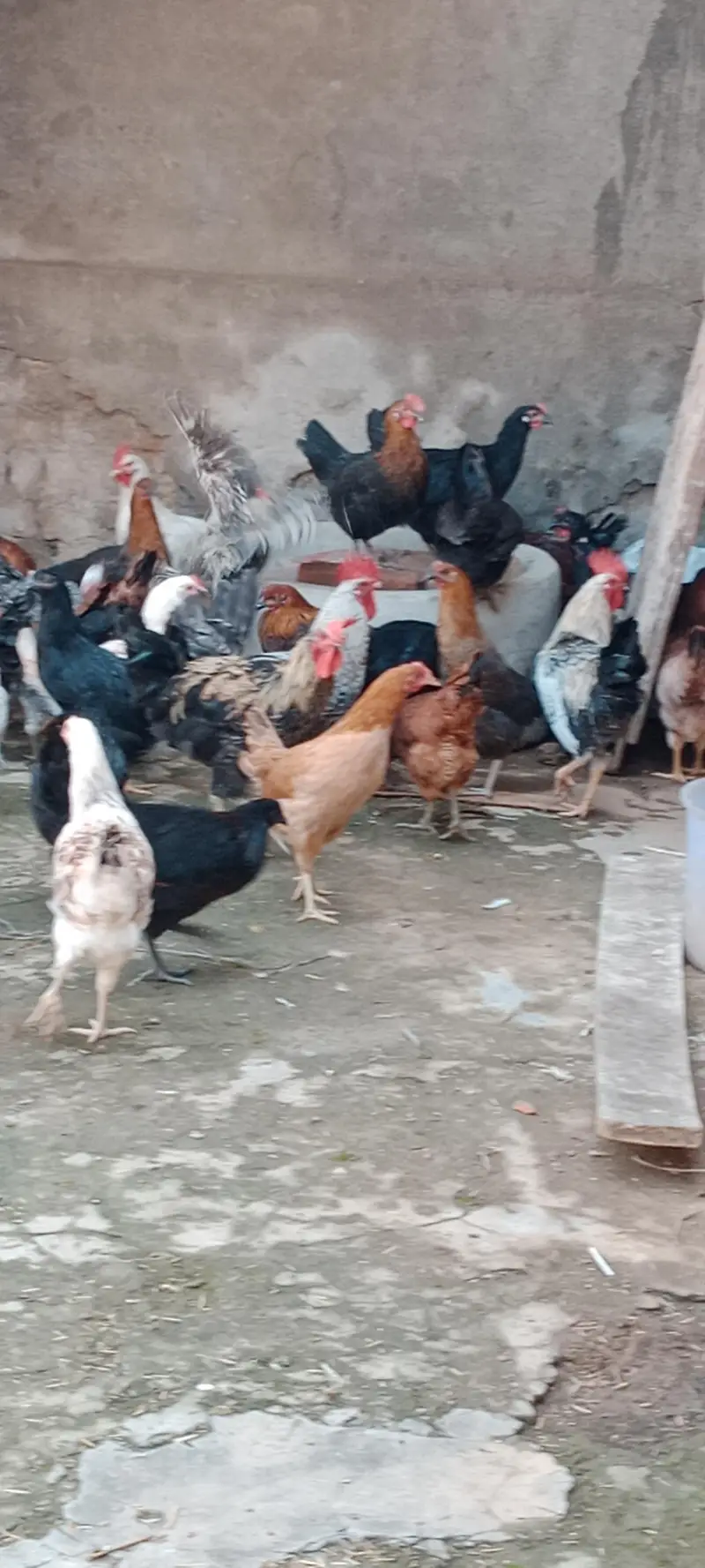 Egg Laying Desi Hens for Sale — photo 3