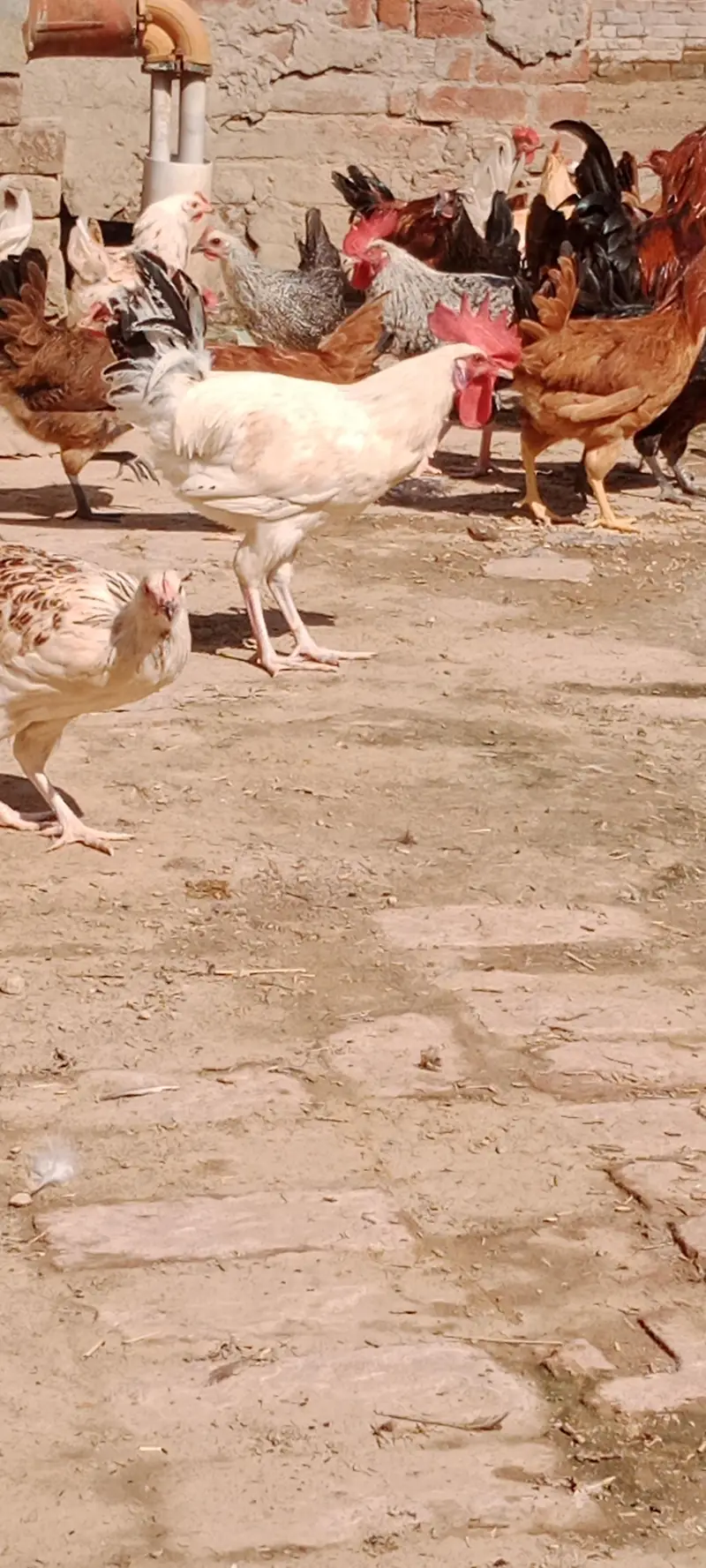 Egg Laying Desi Hens for Sale — photo 4