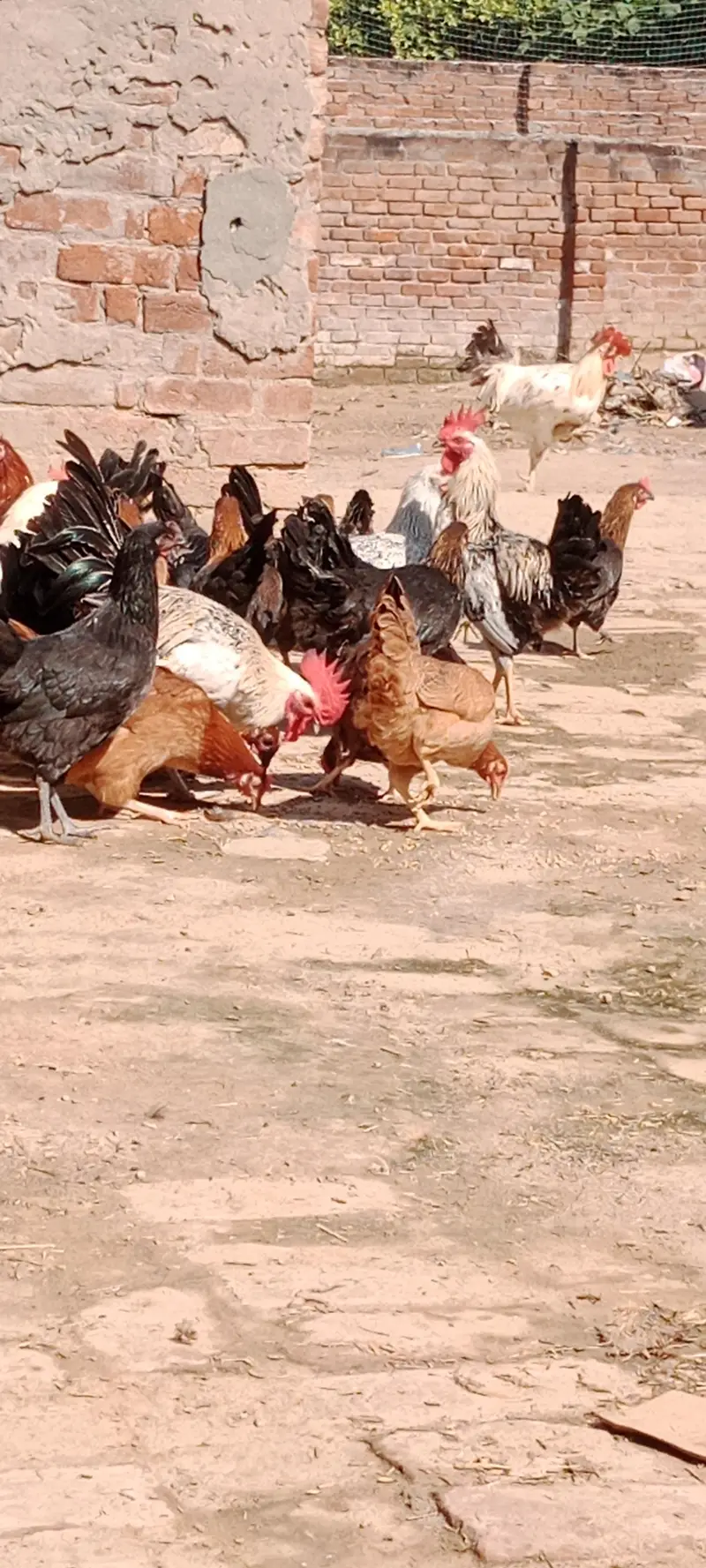 Egg Laying Desi Hens for Sale — photo 5
