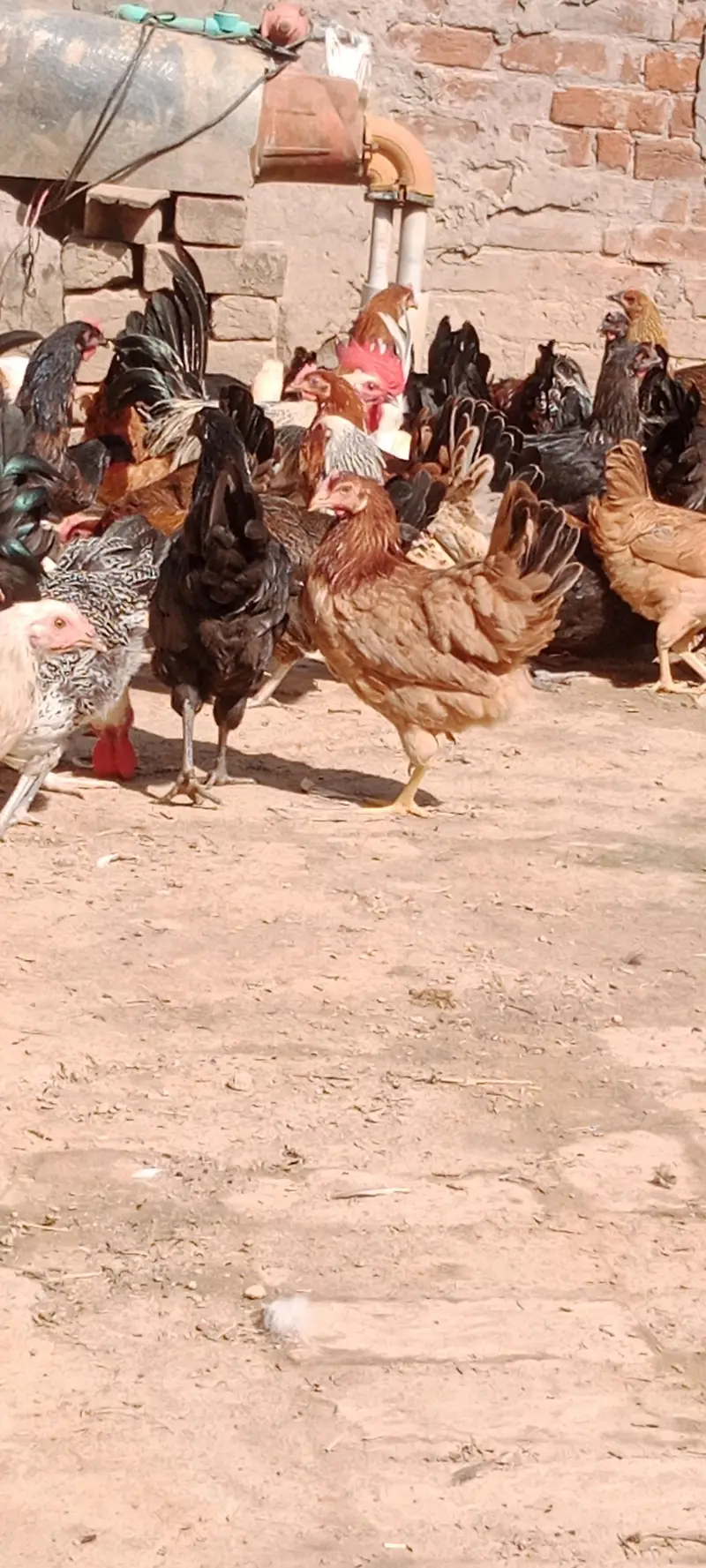 Egg Laying Desi Hens for Sale — photo 6