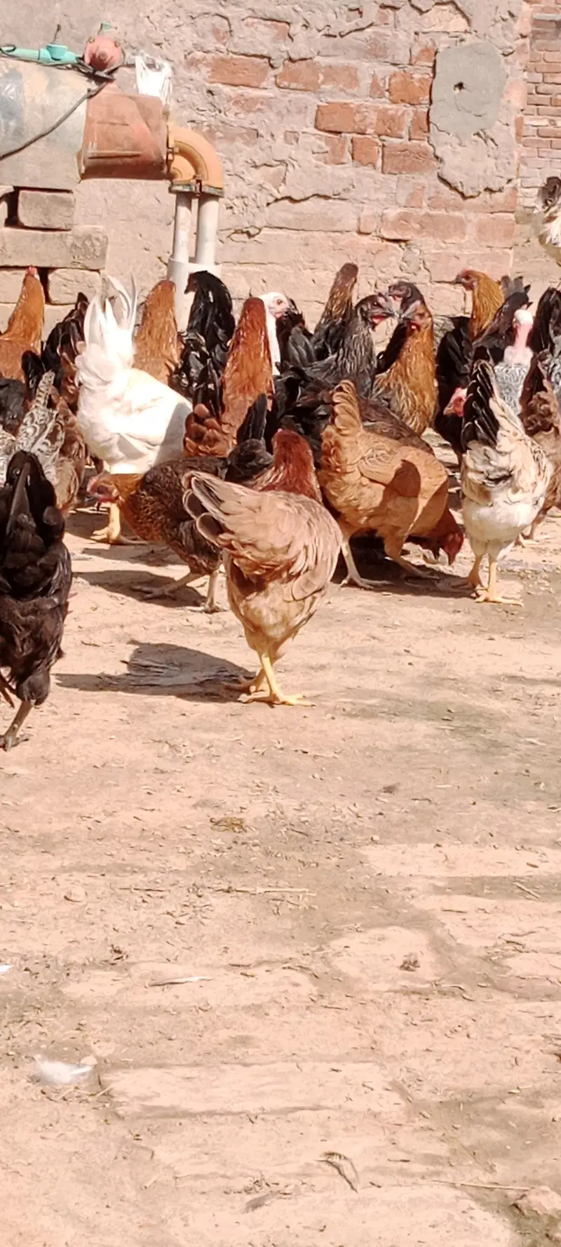 Egg Laying Desi Hens for Sale — photo 7