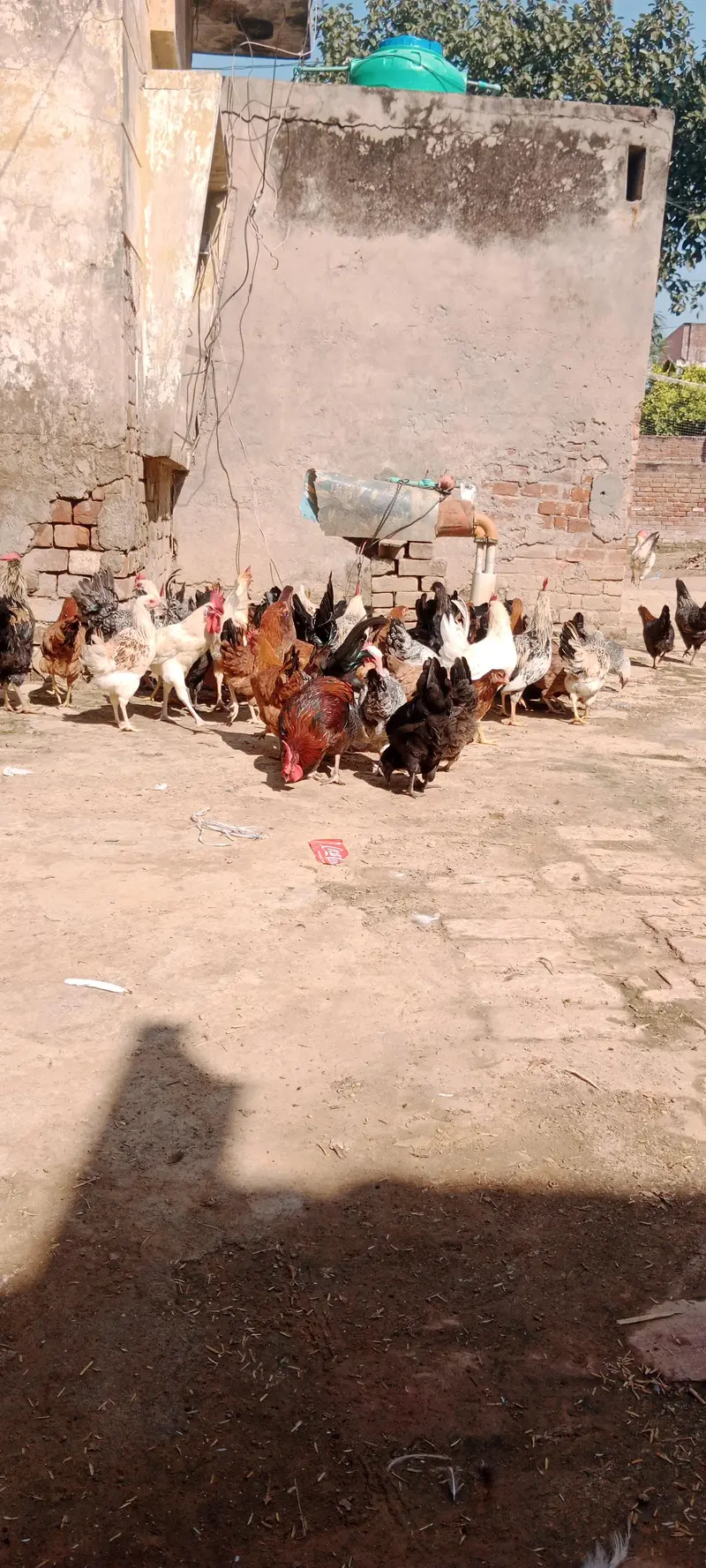 Egg Laying Desi Hens for Sale — photo 8