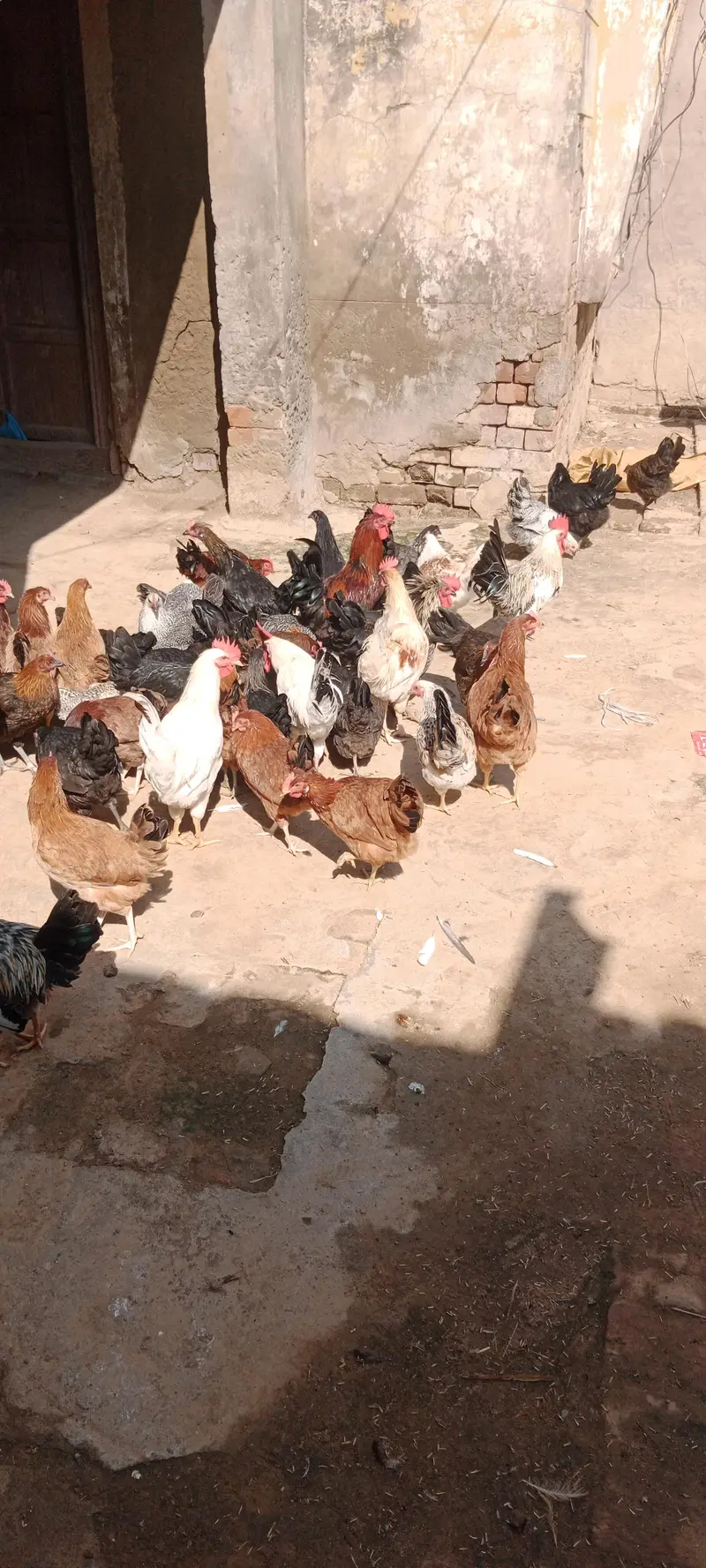 Egg Laying Desi Hens for Sale — photo 9