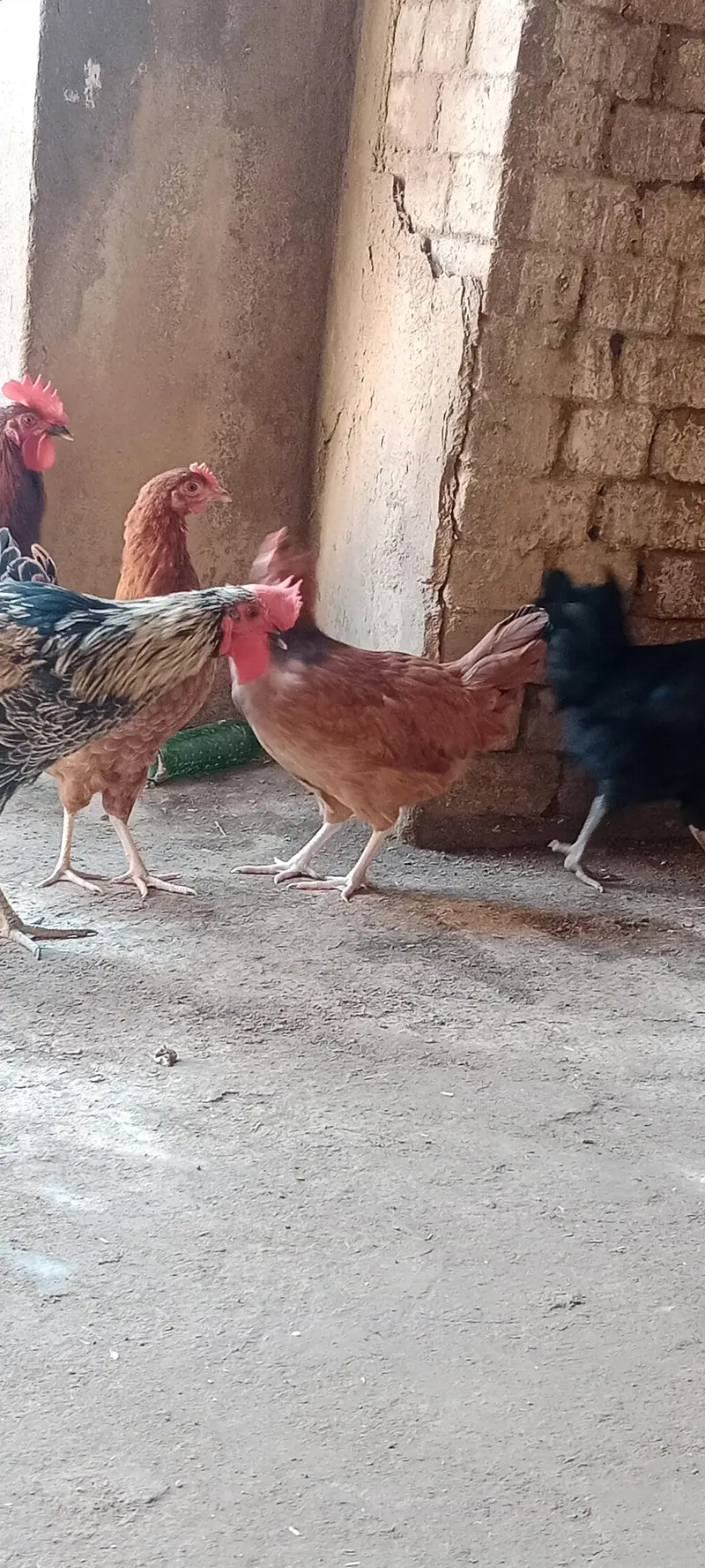 Egg Laying Desi Hens for Sale — photo 10