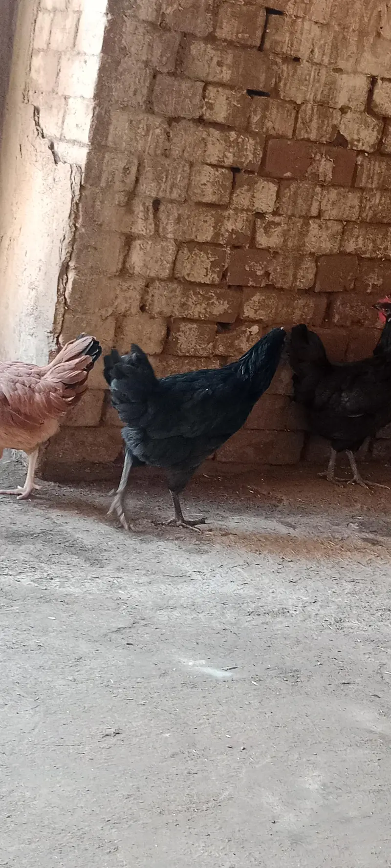 Egg Laying Desi Hens for Sale — photo 11