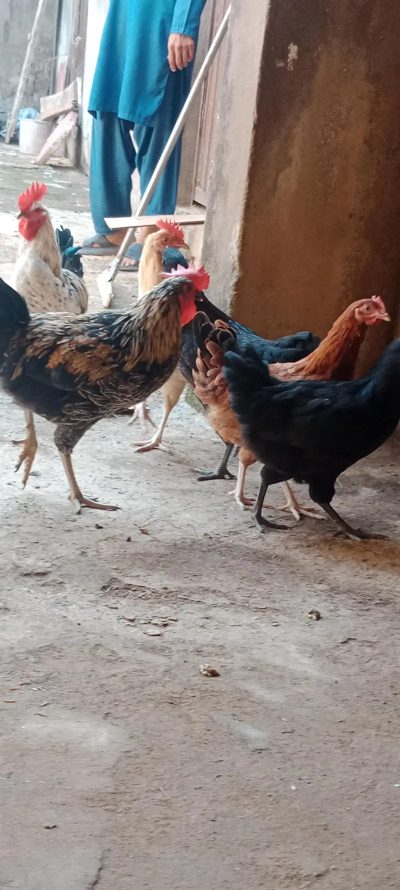 Egg Laying Desi Hens for Sale — photo 12