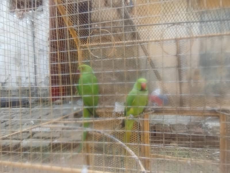 RING NACK BREEDR PAIR 7