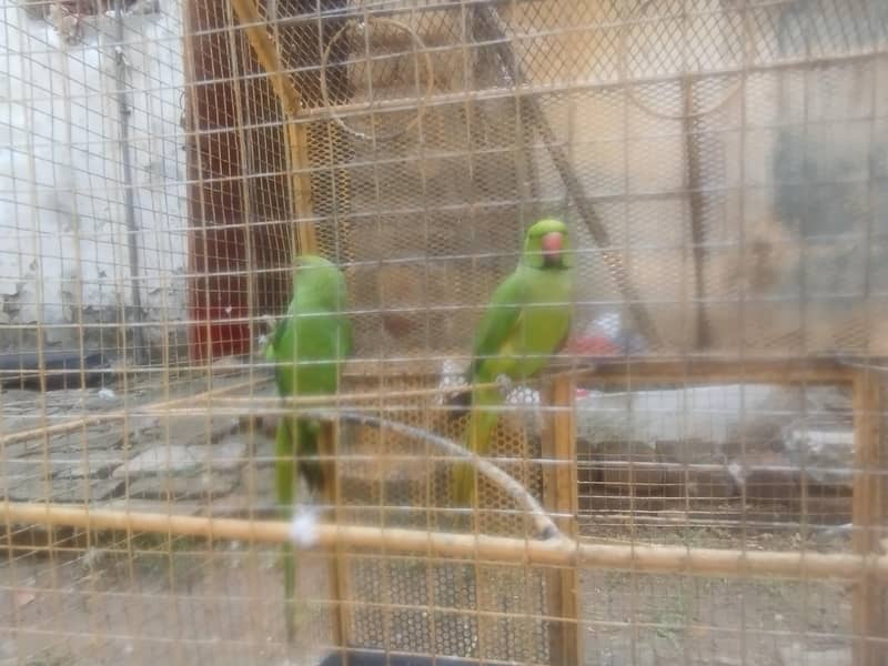 RING NACK BREEDR PAIR 9