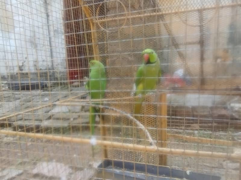 RING NACK BREEDR PAIR 10