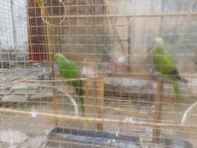 RING NACK BREEDR PAIR 11