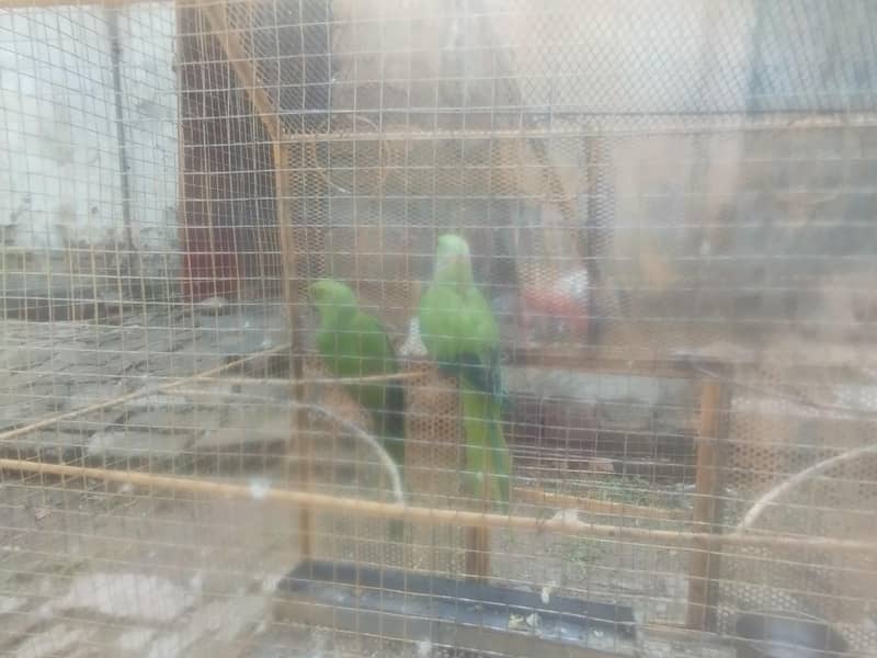 RING NACK BREEDR PAIR 13