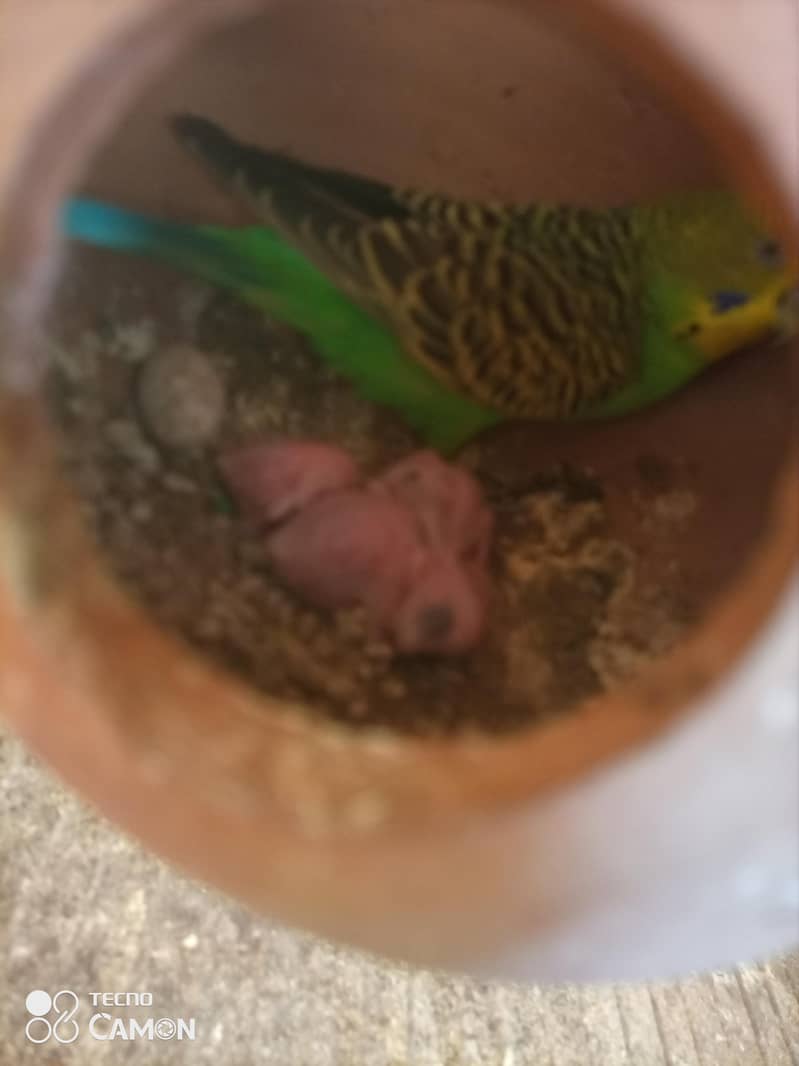 pair with 3chicks 0