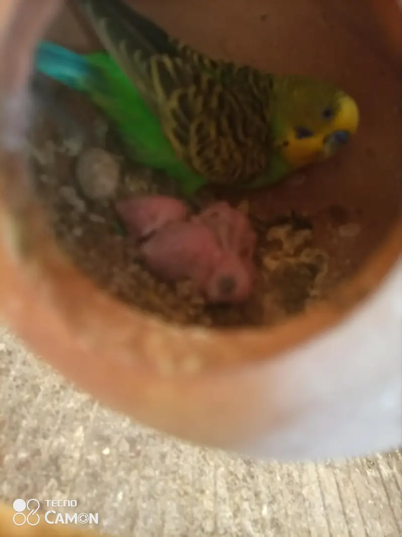 pair with 3chicks — photo 2