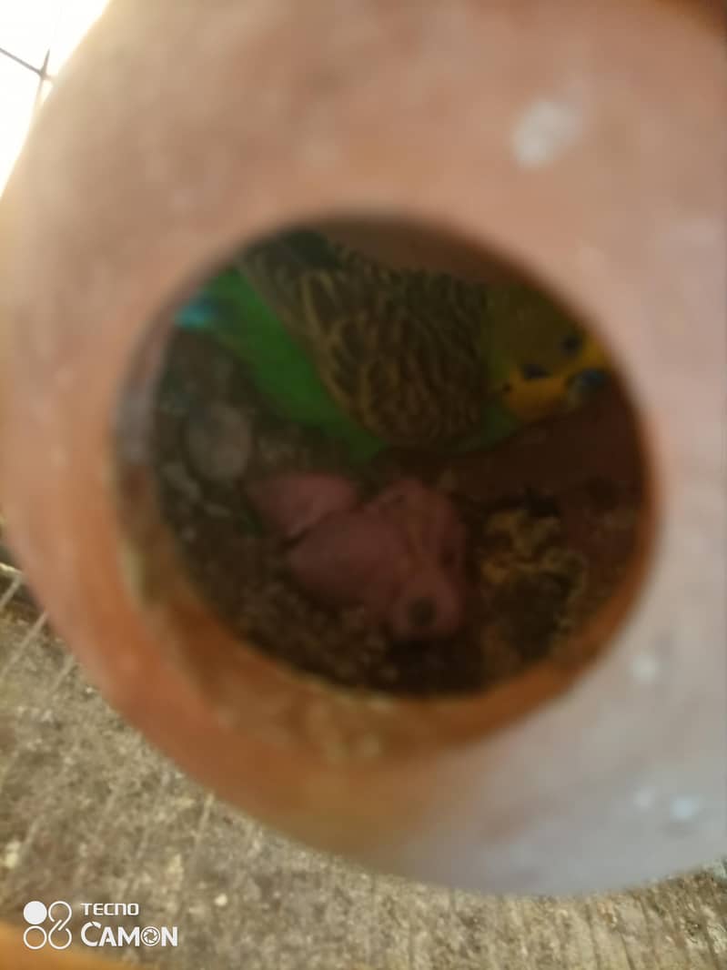 pair with 3chicks 3