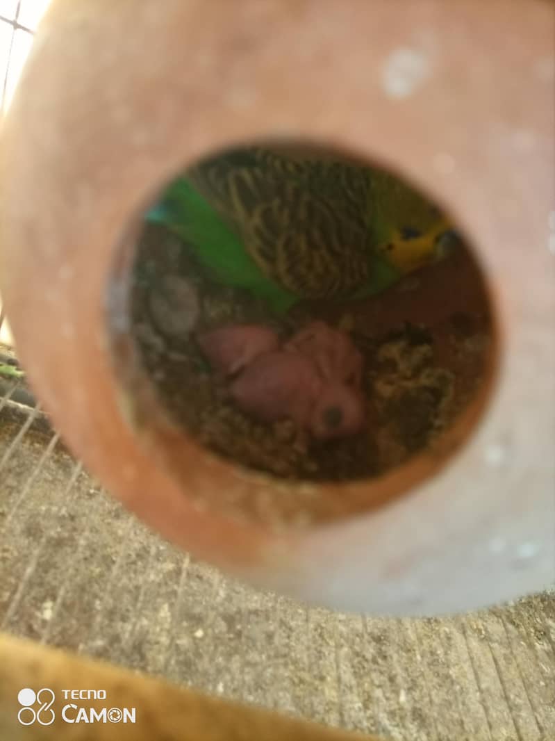 pair with 3chicks 4