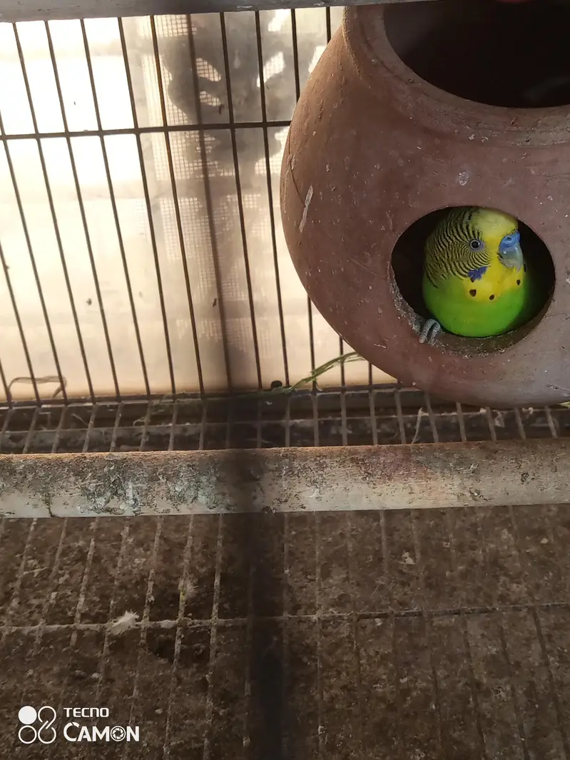 pair with 3chicks — photo 6
