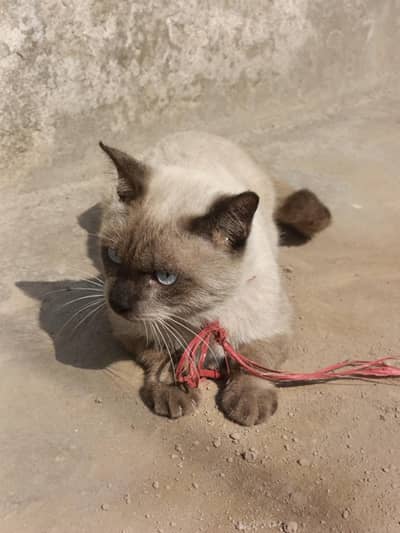 siamese