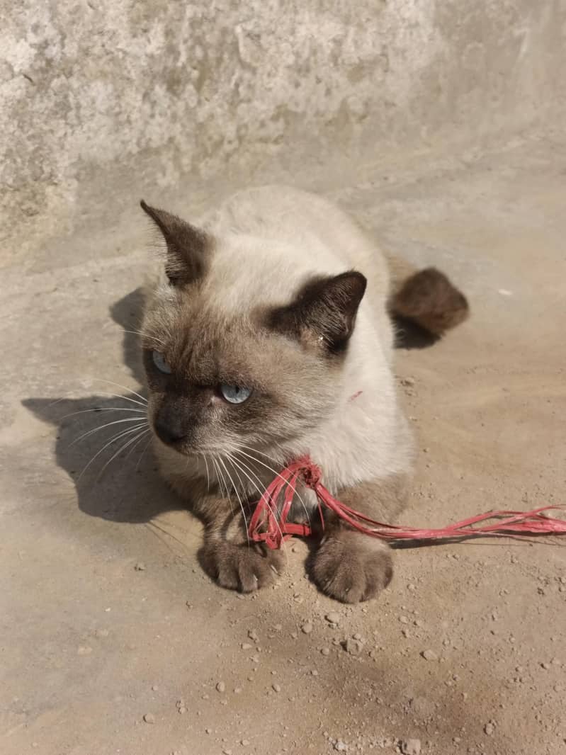 siamese 0