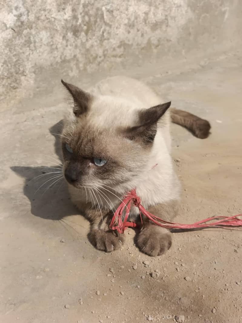 siamese 1