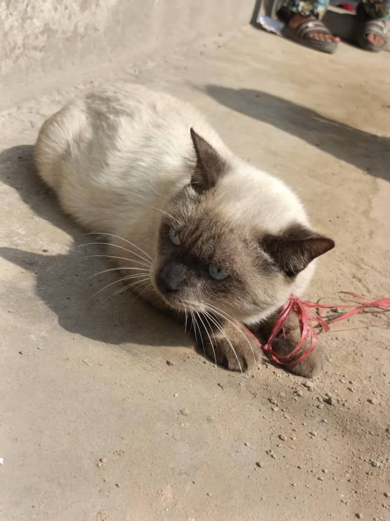 siamese 2